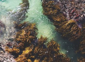 10 reasons to include seaweed in your diet