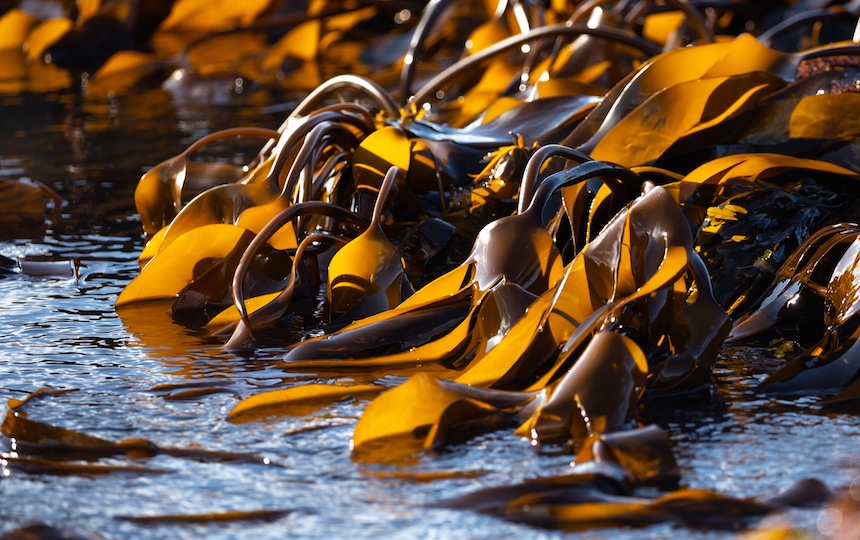 10 reasons to include seaweed in your diet