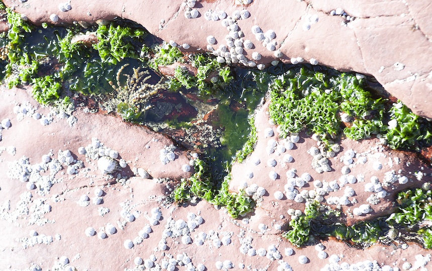 Foraging for seaweed
