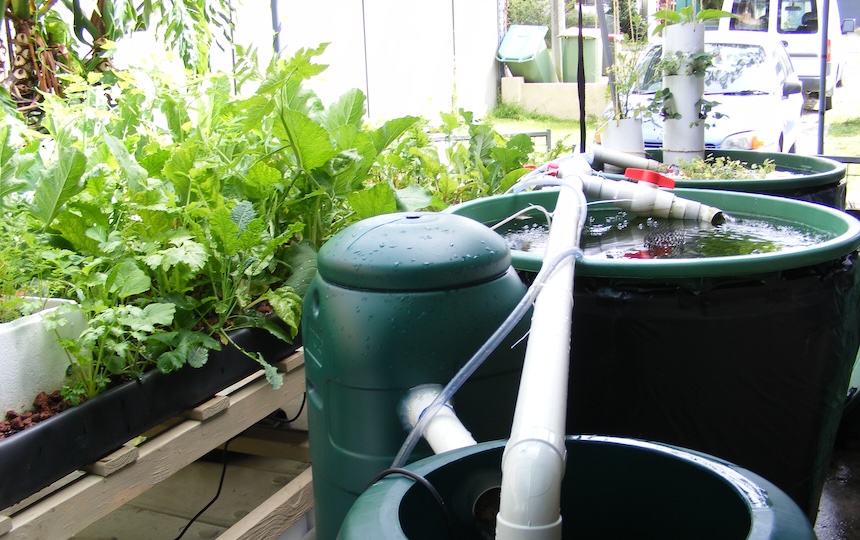 Growing your own food within an aquaponics system ensures zero food miles. Food grown seasonally in your home or local community doesn’t have far to travel.