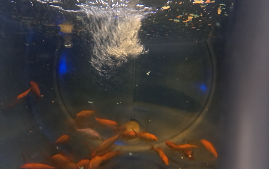 A successful aquaponics system is a balanced ecosystem where everything has its place, and everything gets used. Because it’s a closed-loop system, the water is constantly recycling through the fish tank, the filters, the vegie-growing areas and back again, saving water and not losing any of the nutrients produced by the fish. 