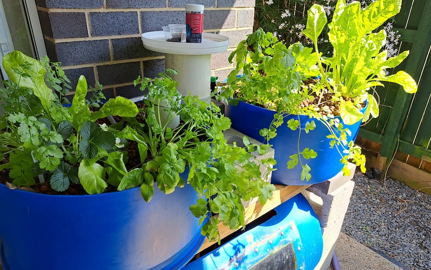 While it might sound hard to believe, aquaponics uses up to 10 times less water than soil-based gardening as the water is constantly recirculating throughout the system. 