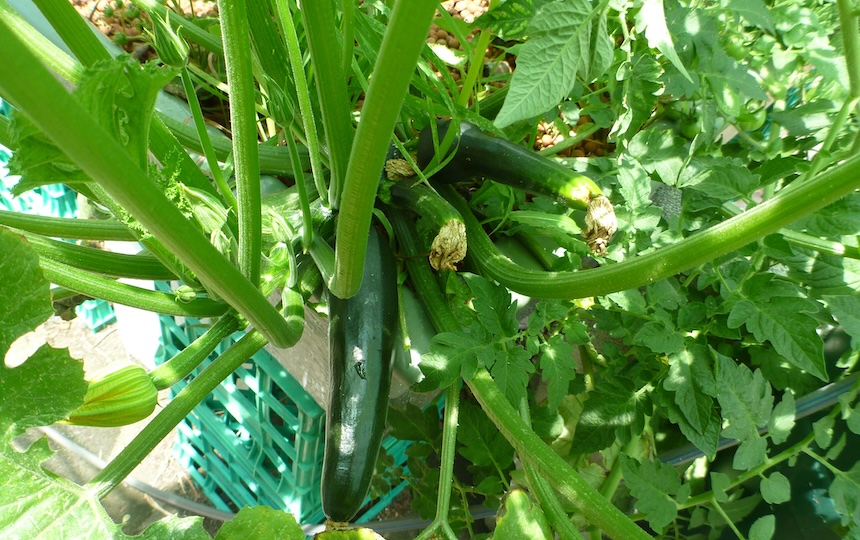 The very nature of aquaponics is that it is a balanced ecosystem where the fish produce waste (ammonia), that beneficial nitrifying bacteria convert into fertiliser for the vegies, and the vegies in turn filter the water for the fish. It’s all about balance. 