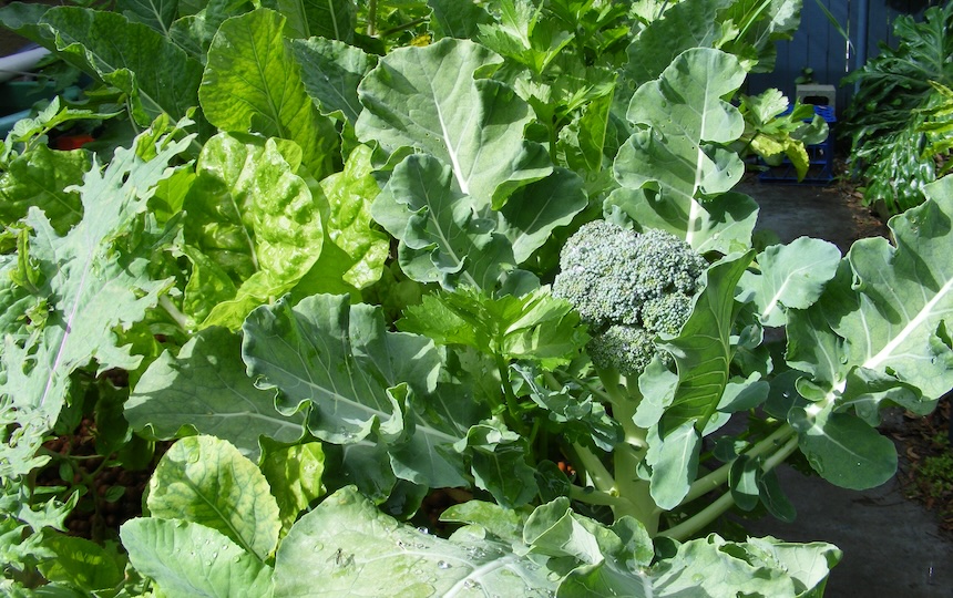 If you have poor soils and don’t have the time or means to improve it, or where your outdoor space is limited to hard surfaces, aquaponics is a perfect way to grow your own food. 