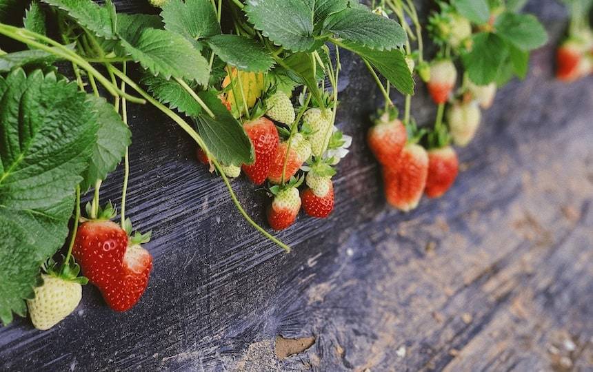 10 Tips to Spring Clean Your Garden for Summer