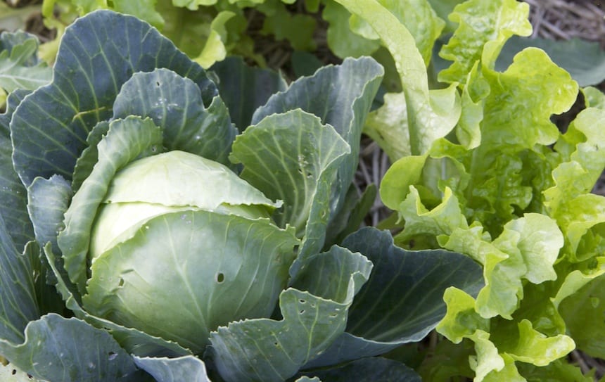 grow your own food
