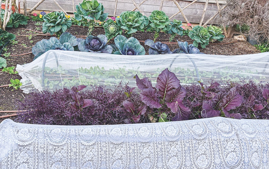 3 Natural Ways To Deter Pests In Your Garden - Use exclusion netting 