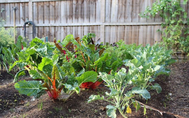 3 Natural Ways To Deter Pests In Your Garden