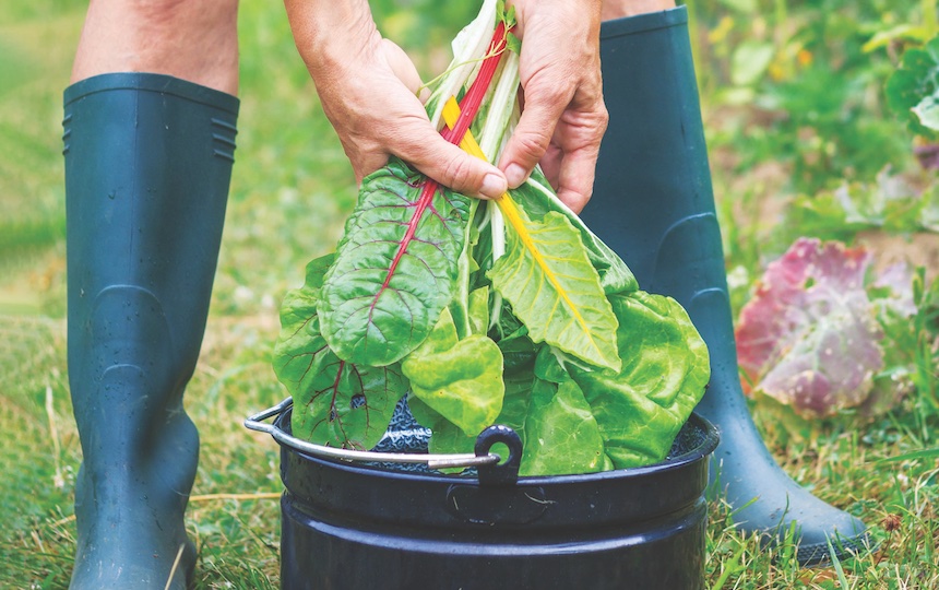 3 Ways To Get More Food From Your Patch 1