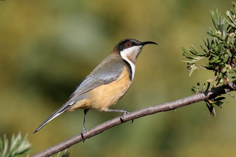 Eastern Spinebill by Patrick Kavanagh via Flickr