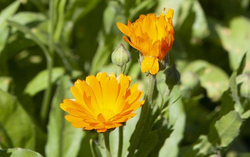4 Herbal Teas To Grow At Home Calendula