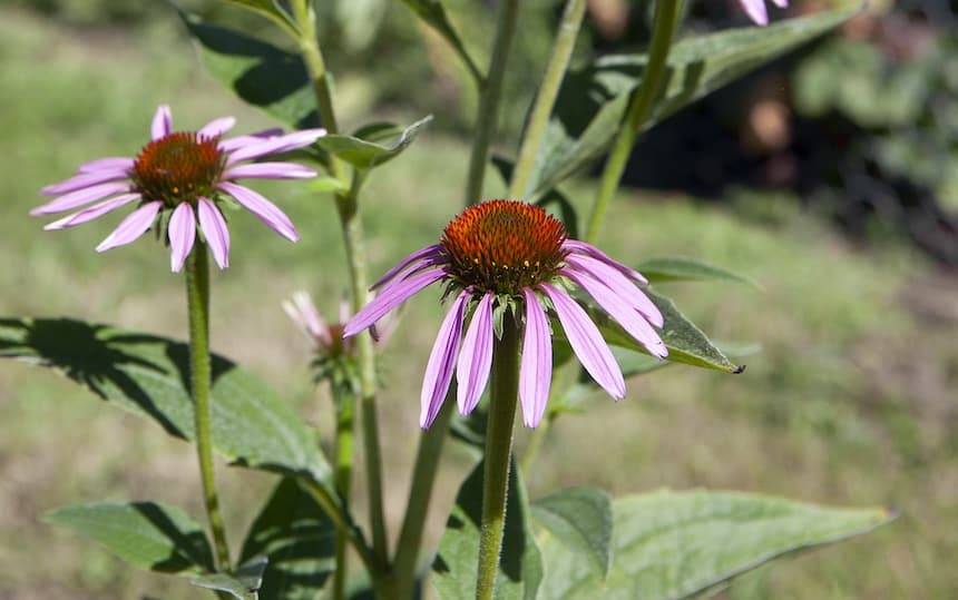 Echinacea (Echinacea purpurea)