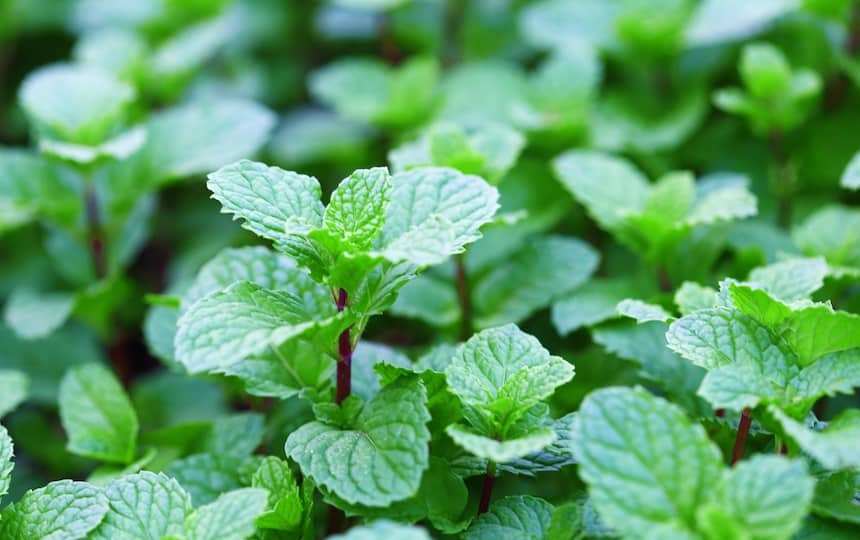 Peppermint (Mentha x piperita)