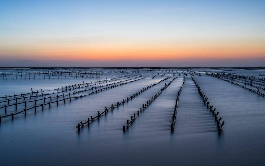 4 Ways To Choose Sustainable Seafood