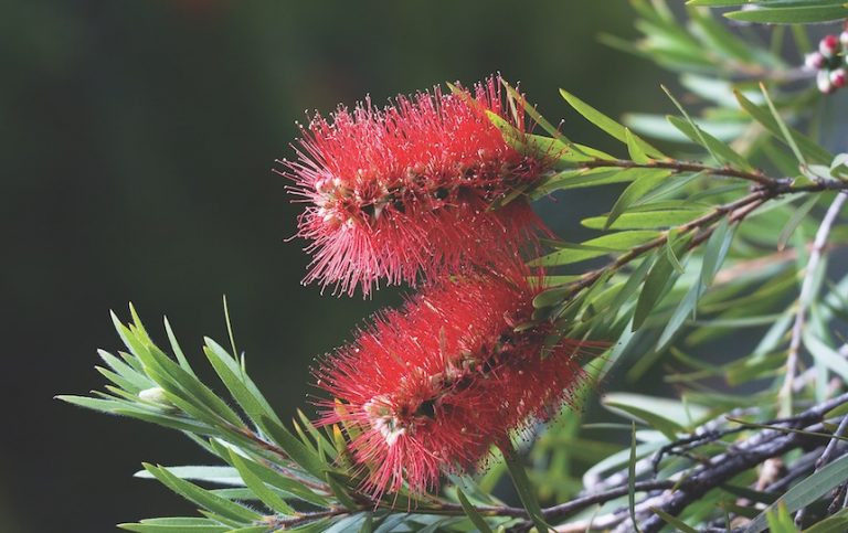 5 Australian Natives To Grow in a Food Forest callistemon