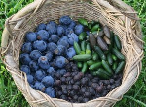 5 Bush Tucker Plants To Grow In Your Backyard