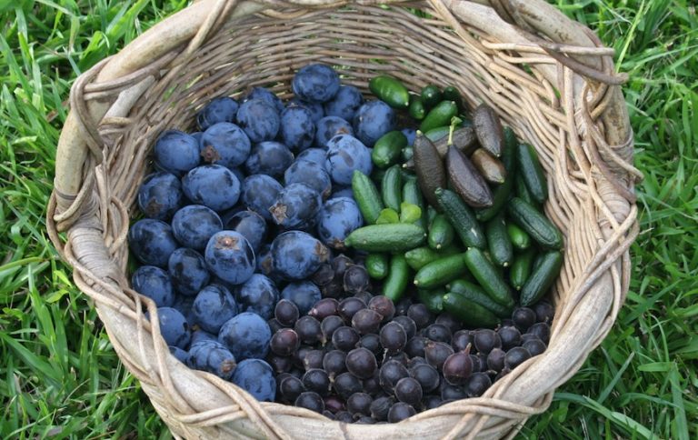 5 Bush Tucker Plants To Grow In Your Backyard