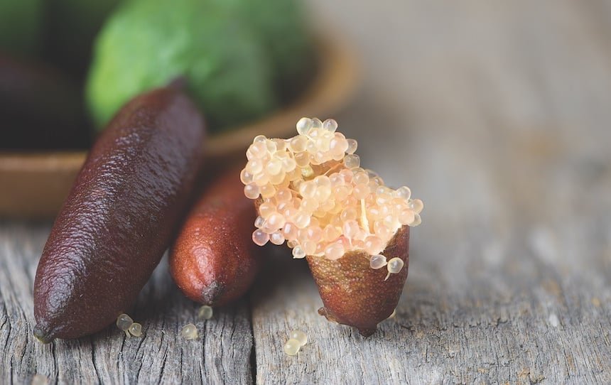 5 Bush Tucker Plants To Grow In Your Backyard finger limes