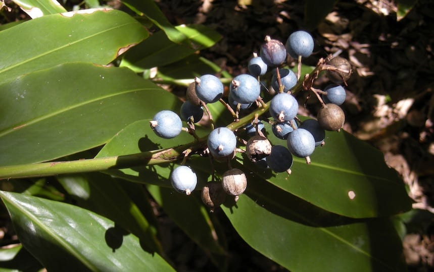 native ginger