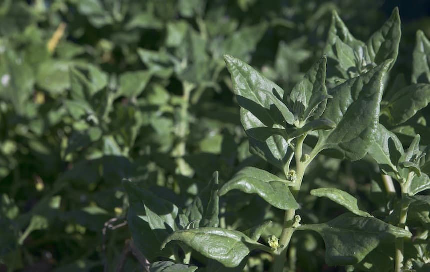 Warrigal Greens