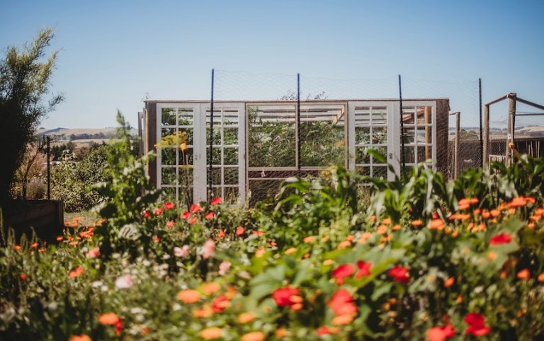 5 Edible Gardening Tips For Renters
