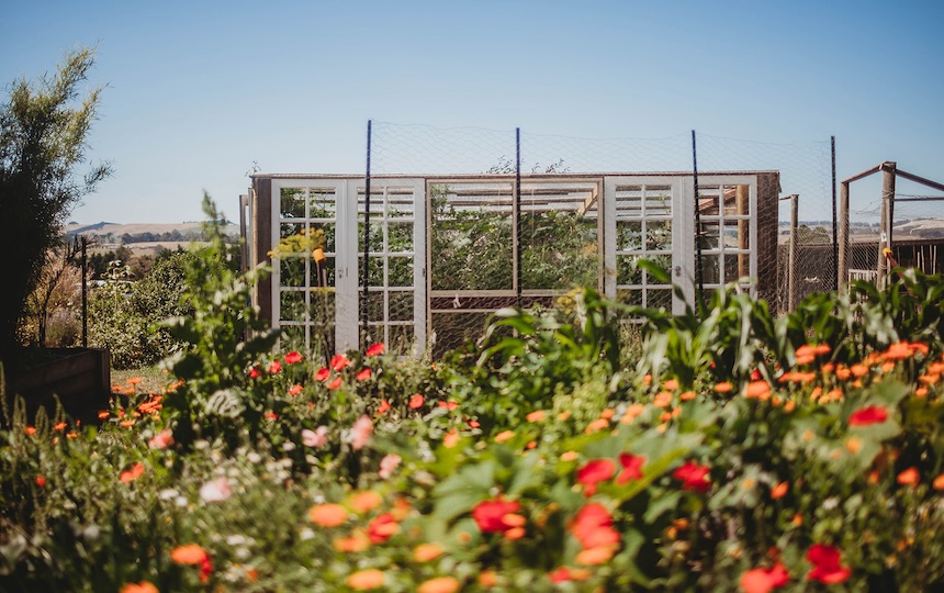 5 Edible Gardening Tips For Renters