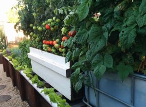 5 Spring Cleaning Must Dos for Your Garden