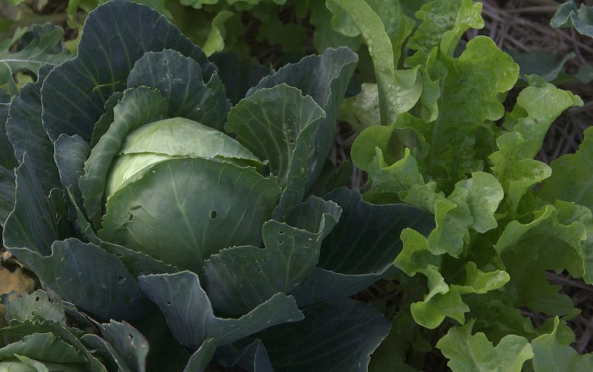5 Spring Cleaning Must Dos for Your Garden