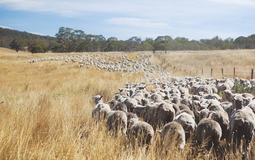 regenerative agriculture is a large-scale example of practices we can adopt in our own backyards which are beneficial for both our health and our environment. 