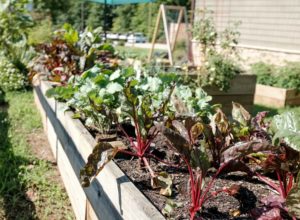 5 Ways to Practice Regenerative Agriculture At Home 3