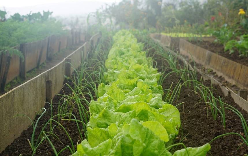 growing vegetables