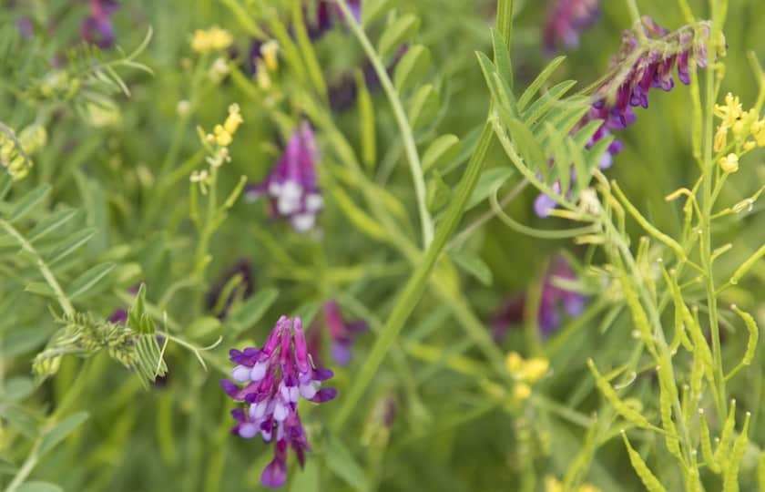 5 Ways to Practice Regenerative Agriculture At Home