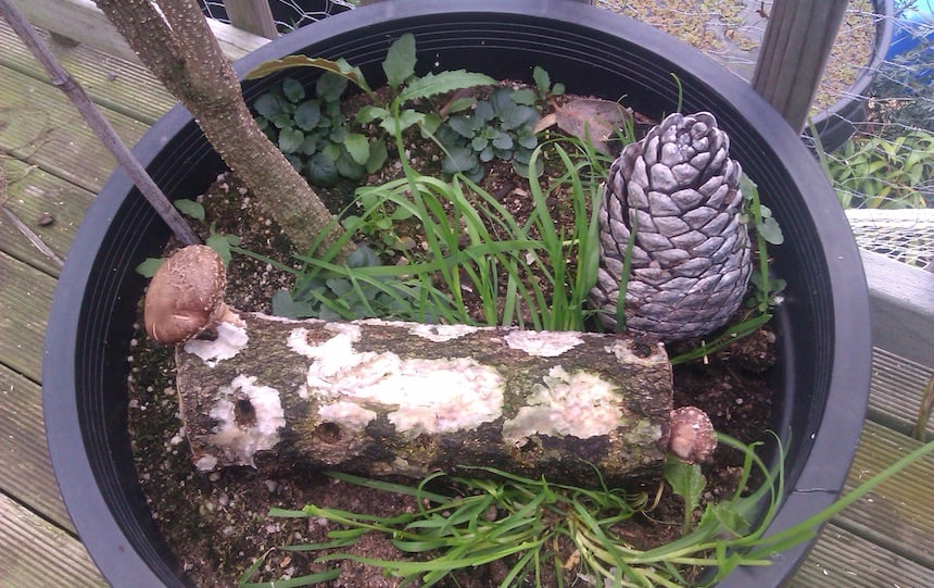 growing fungi