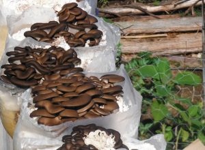 5 Ways To Use Fungi in Permaculture