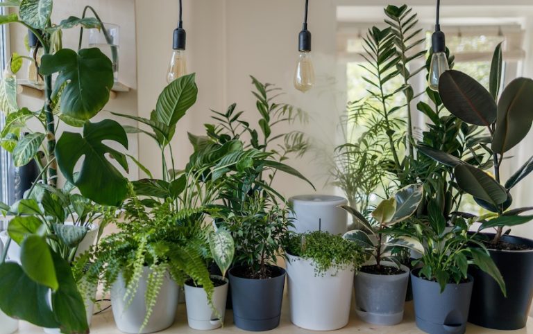6 Indoor Plants For Beginners