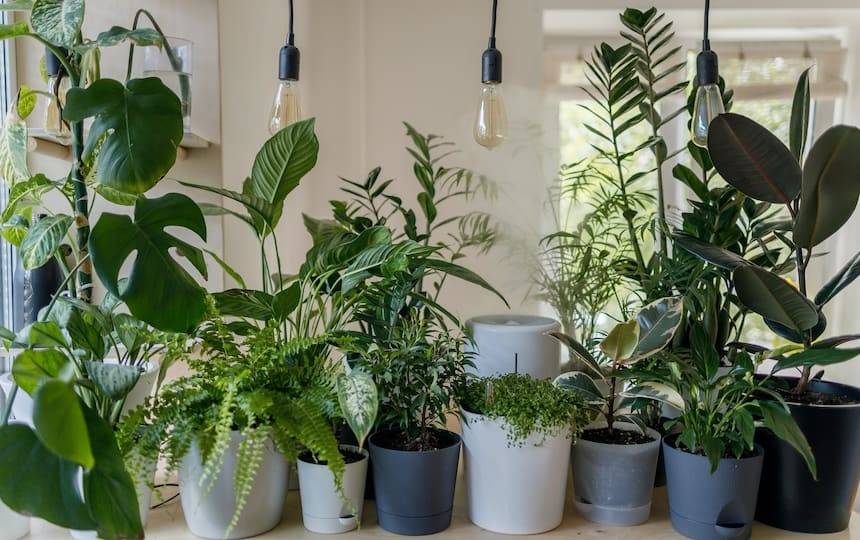 6 Indoor Plants For Beginners