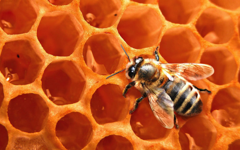 Types of Beehives