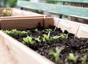 7 Cost-Effective Vegetables To Grow At Home