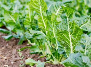 Baby beet leaves, Beta vulgaris