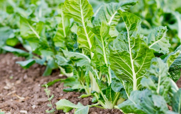 Baby beet leaves, Beta vulgaris