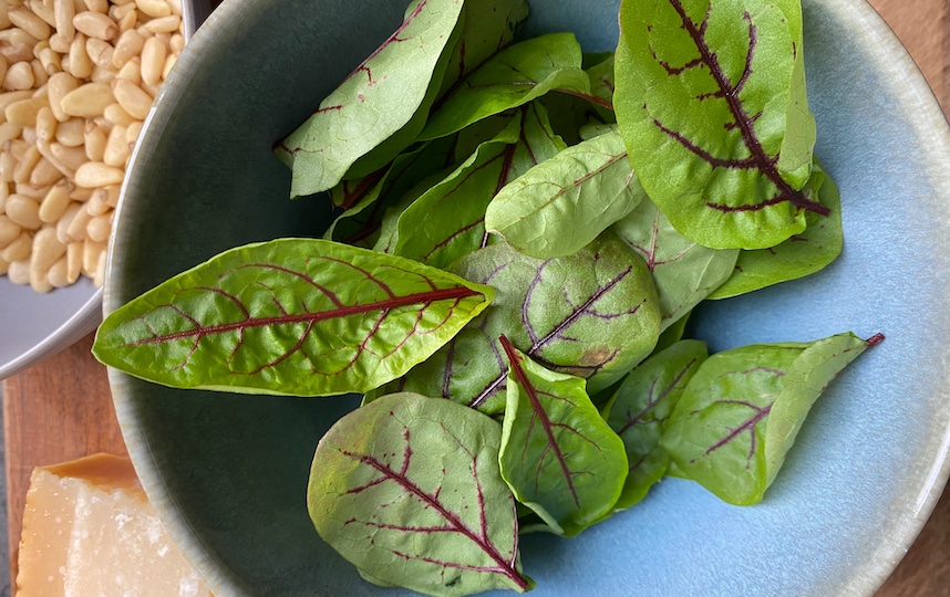Sorrel, Rumex acetosa