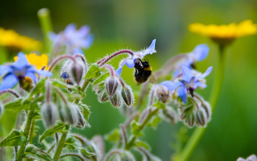 Borage, Borago officinalis