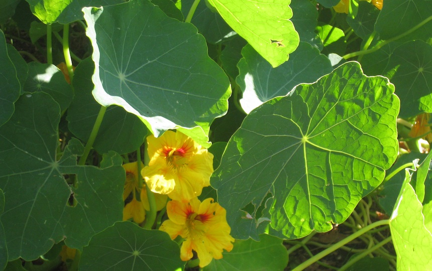 Nasturtium, Tropaeolum majus