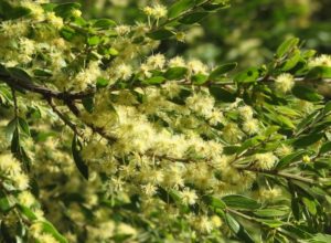 Acacia Seed Dukkah Recipe