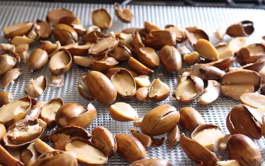 acorns