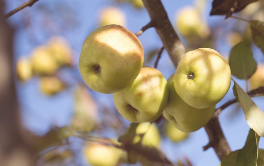 golden delicious apples on a tree