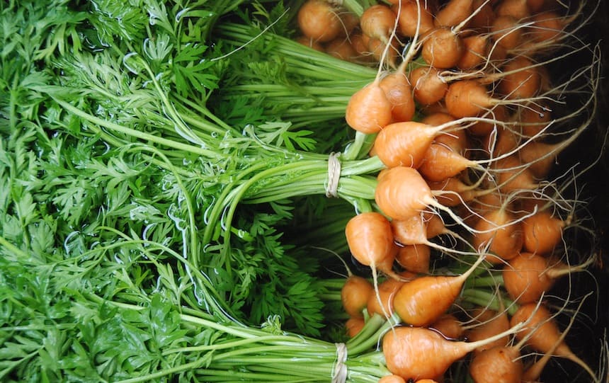 August Garden Guide carrots
