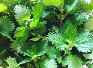 August Garden Guide nettles