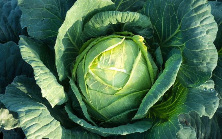 Aussie Gardener- Gear for green thumbs 4