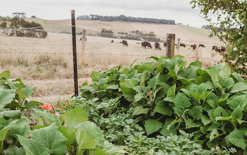 The desire to grow fresh, homegrown produce can clash with the limitations of leasing your home. Renting often translates to uncertainty, restrictions on alterations, and a perceived lack of permanence. 